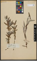 Foto von Salix alba L.